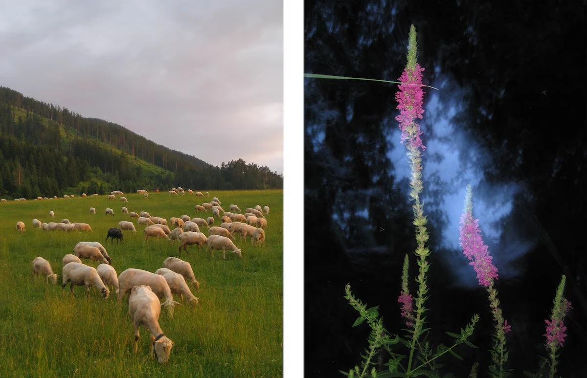 Máy ảnh số cũ bất ngờ hồi sinh sau 20 năm bị smartphone lấn át