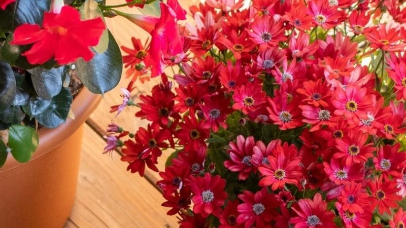 Loài hoa cúc đẹp 'gây mê' nở bảy sắc cầu vồng, mang may mắn thịnh vượng