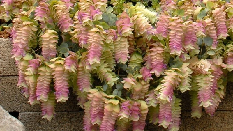 Lạ lùng loài hoa nở quanh năm, đổi màu theo mùa đẹp mê hoặc