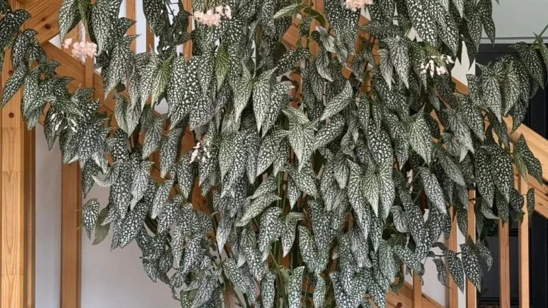 Loài cây 'thiên thần',mang điềm lành, may mắn vào nhà