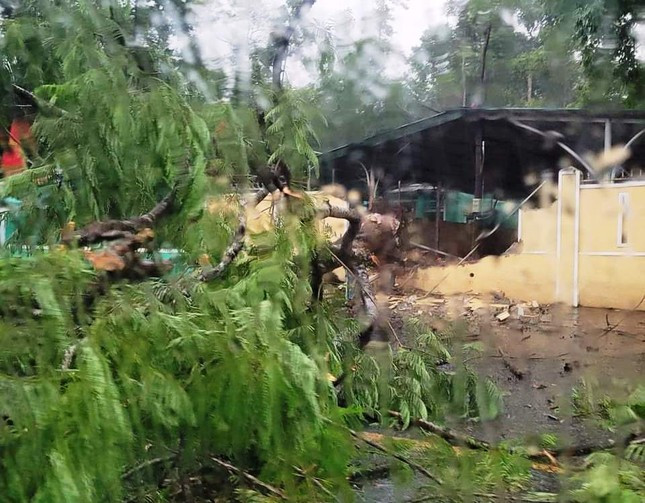 Hue: Cay phuong bat goc de sap tuong truong hoc, chan ngang duong-Hinh-2