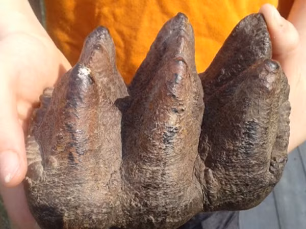 4. Phát hiện ra răng của loài voi tuyệt chủng. Tháng 4 năm 2014, một cậu bé 9 tuổi ở Michigan đã phát hiện một chiếc răng voi mấu 10.000 năm tuổi dài 20 cm khi đang đi dạo gần nhà. Cậu bé cho biết, dù nó rất lớn nhưng cậu nhận ra ngay đó là một chiếc răng. Sau đó cậu và mẹ liên lạc ngay với một nhà động vật học và được cho biết, đó là chiếc răng của một loài voi lớn đã tuyệt chủng.