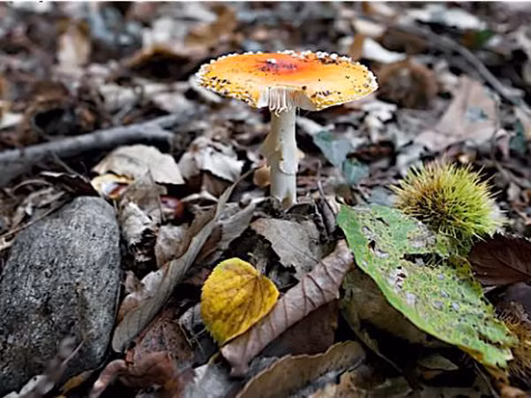 5. Tìm ra nấm độc. Hơn 10 năm trời, nhiều người dân miền Nam California bị ốm sau khi tiếp xúc nấm Cryptococcus gattii, một số tử vong khi ăn phải. Nhưng giới khoa học không thể xác định loại nấm chết người này mọc ở đâu. Bé Enter Elan Filler, học sinh lớp 7, đã làm được điều đó. Nhờ sự khuyến khích của cha, Filler tìm kiếm và phát hiện ít nhất 3 cây nấm độc này trong khu vực Los Angeles. Cô bé chia sẻ phát hiện này với các chuyên gia Đại học Bắc California. Nghiên cứu này đã được đăng lên tạp chí PLOS Pathogens số ngày 21 tháng 8 năm 2014.