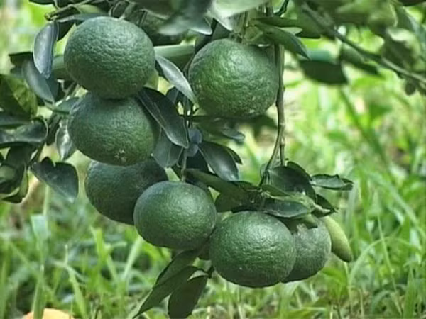 Lá. Người tiêu dùng có thể quan sát lá quả cam trước khi quyết định mua. Do có thể ngâm thuốc bảo quản và thuốc phát triển nhanh, lá cam Trung Quốc thường rất non, trong khi cam Hà Giang đúng vụ thu hoạch lá sẽ rất già, có màu hơi rám sẫm thậm chí có thể hơi úa vàng