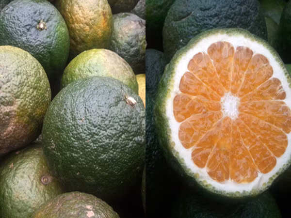 Quan sát bề ngoài. Nếu là cam Trung Quốc, vỏ cam sẽ vàng khè rất đẹp và vỏ dày. Ngược lại cam Hà Giang hình dáng giống quả chanh phóng to. Khi chín, cam Hà Giang sẽ có màu vàng nhạt hoặc hơi xanh, vỏ xù xì rám nắng không được đẹp mắt.