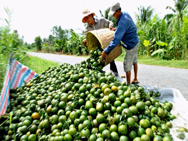 Phân biệt theo mùa. Cam Hà Giang thời điểm mùa thu chưa hẳn đã có vì chưa đến vụ thu hoạch. Bạn hãy cẩn thận với những loại cam đội lốt Hà Giang. Vụ mùa cam thường bắt đầu được thu hoạch vào tháng 12 dương lịch hằng năm.