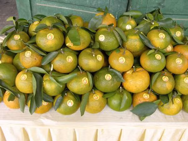 Thời gian gần đây, trên thị trường hoa quả Việt xuất hiện loại cam Hà Giang tươi ngon giá rẻ. Vì miếng lợi trước mắt, các con buôn sẵn sàng lừa lọc người tiêu dùng khi gắn mác cam Hà Giang cho loại quả Trung Quốc.