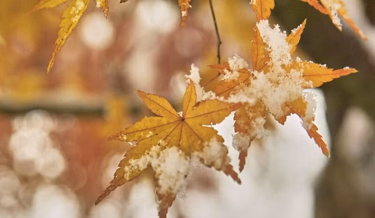 Khi tiết Lập Đông xuất hiện, đánh dấu sự thay đổi cả về nhiệt độ, ánh sáng, độ ẩm. Điều này ảnh hưởng trực tiếp đến sự phát triển của động thực vật cũng như cuộc sống và sinh hoạt của con người.