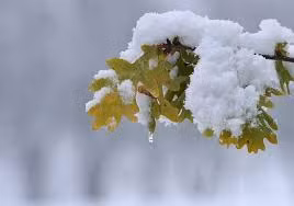 Tiết Lập Đông thông thường sẽ bắt đầu vào ngày 07 hoặc 08/11 dương lịch và kết thúc vào ngày 22/11 dương lịch hàng năm.