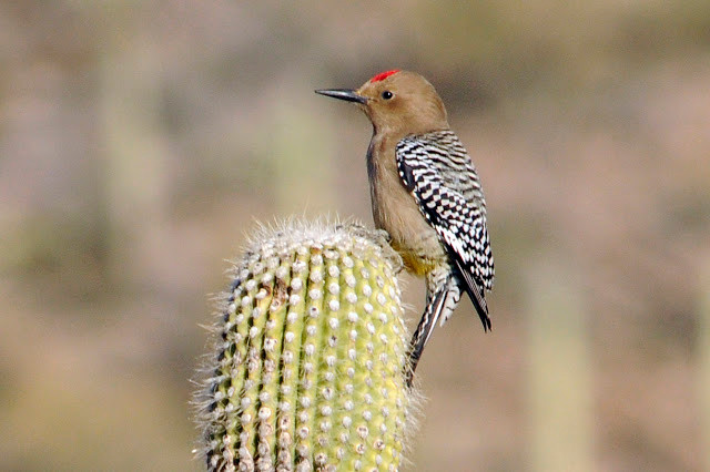 Chim gõ kiến Gila đục vào bên trong thân cây xương rồng, tạo thành tổ trú ẩn và sinh sống bên trong đó. Tương tự, những con cú nhỏ tí hon cũng có chung tập tính sống trên hốc ở thân cây xương rồng như vậy. Tựu chung lại, xương rồng đóng một vai trò quan trọng trong hệ sinh thái sa mạc.