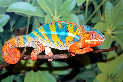 =6. Tắc kè hoa (tuổi thọ trung bình: 1 năm).