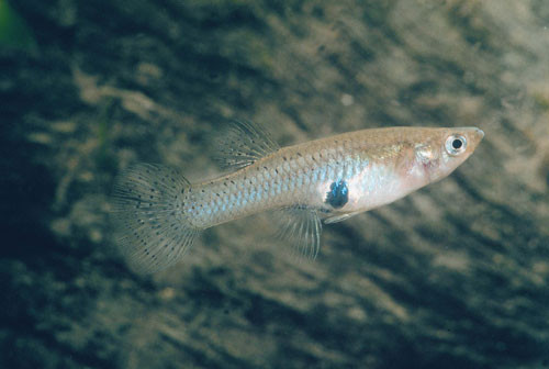 8. Cá ăn muỗi (tuổi thọ trung bình: 2 năm).