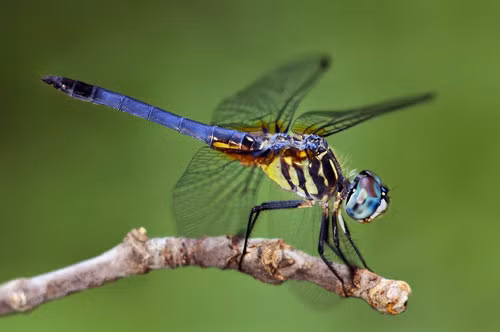 5. Chuồn chuồn ngô (tuổi thọ trung bình: 4 tháng).