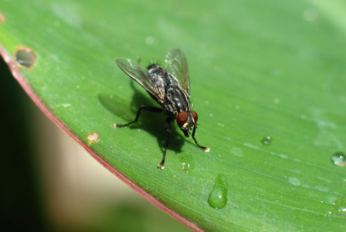 4. Ruồi nhà (tuổi thọ trung bình: 4 tuần).