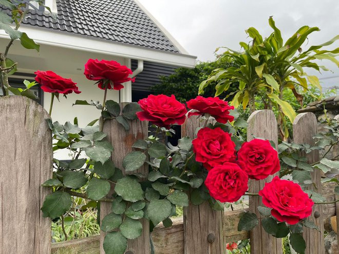 Ngam khu vuon 300m2 ngap tran hoa trai o Ha Giang-Hinh-6