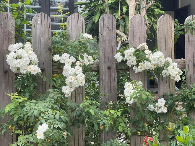 Ngam khu vuon 300m2 ngap tran hoa trai o Ha Giang-Hinh-4