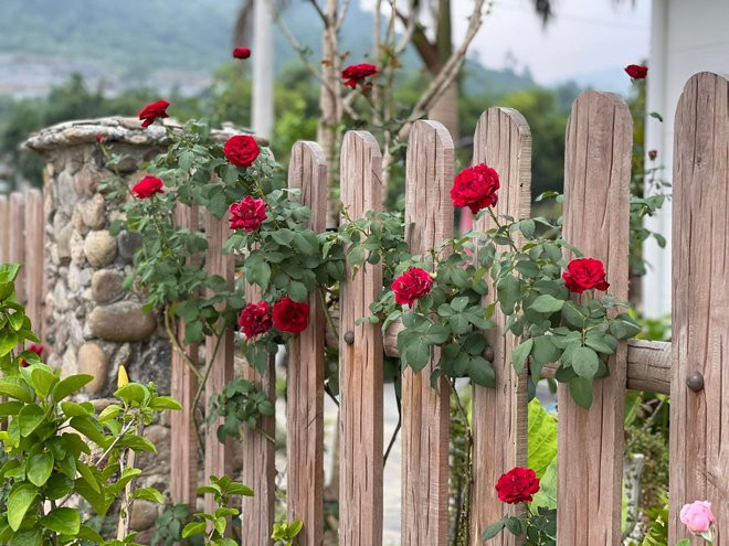 Ngam khu vuon 300m2 ngap tran hoa trai o Ha Giang-Hinh-7