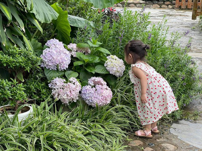 Ngam khu vuon 300m2 ngap tran hoa trai o Ha Giang-Hinh-8