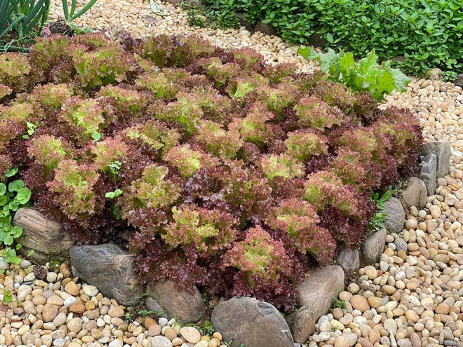 Ngam khu vuon 300m2 ngap tran hoa trai o Ha Giang-Hinh-10