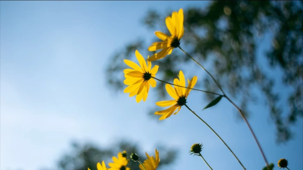 3 con giap diem tinh, xoay chuyen can khon, lam gi cung thuan