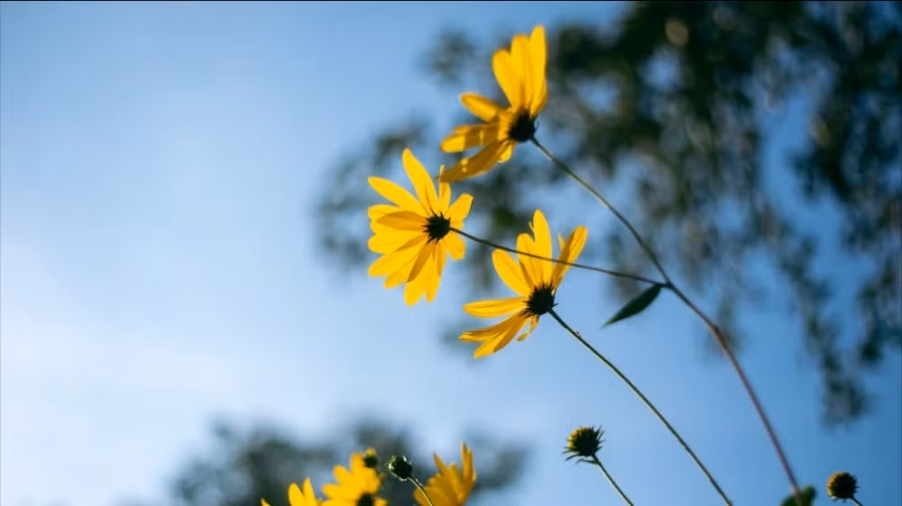 3 con giap diem tinh, xoay chuyen can khon, lam gi cung thuan