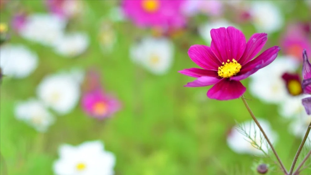 3 con giap diem tinh, xoay chuyen can khon, lam gi cung thuan-Hinh-2