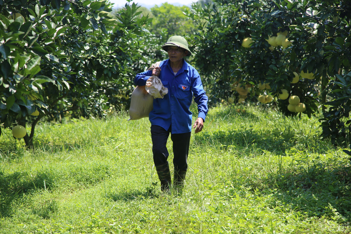 Ngắm vườn bưởi đặc sản 9.000 quả sai lúc lỉu Ngam vuon buoi dac san 9.000 qua sai luc liu