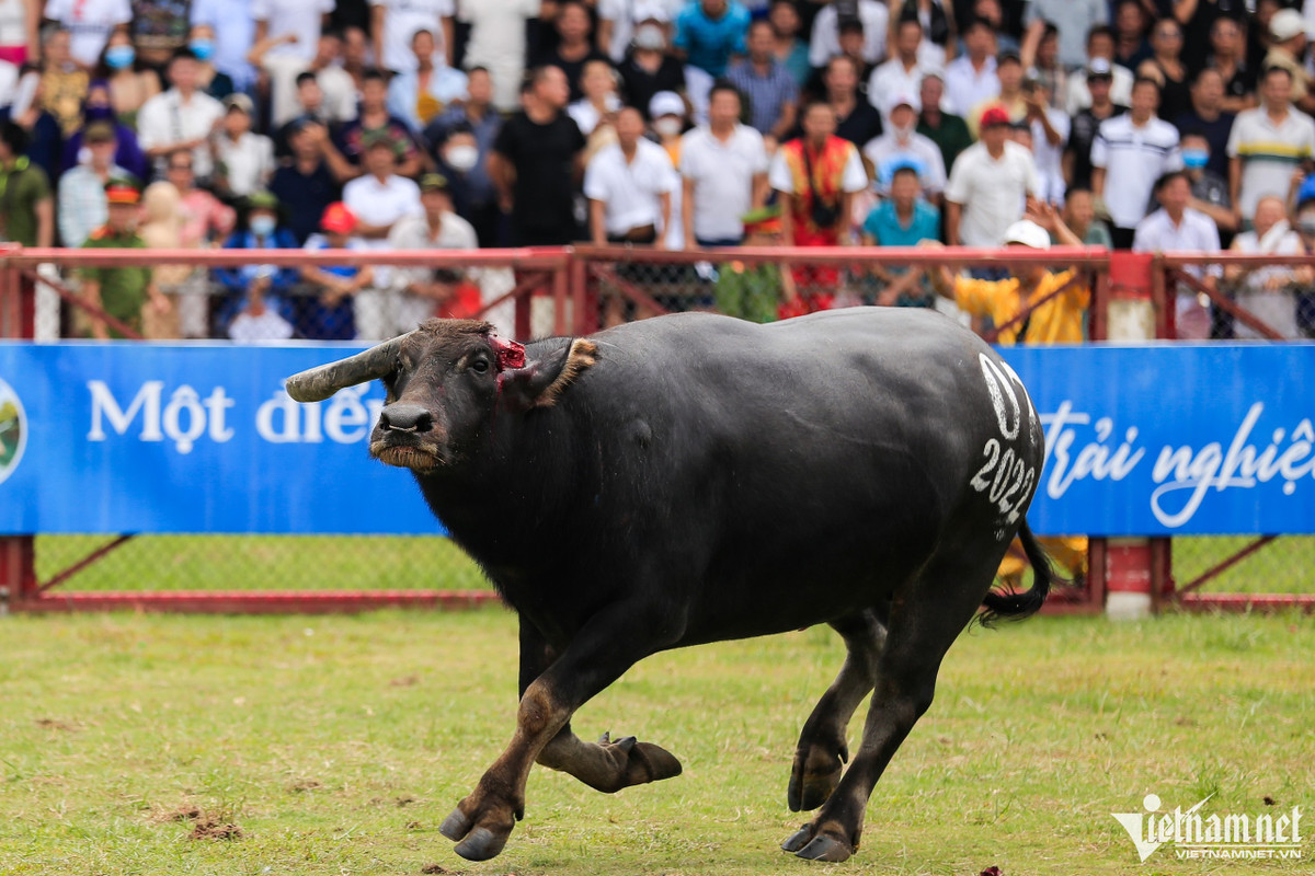 Sau cú móc hiểm trâu số 07 hoảng sợ, gãy sừng bỏ chạy ra ngoài cửa.