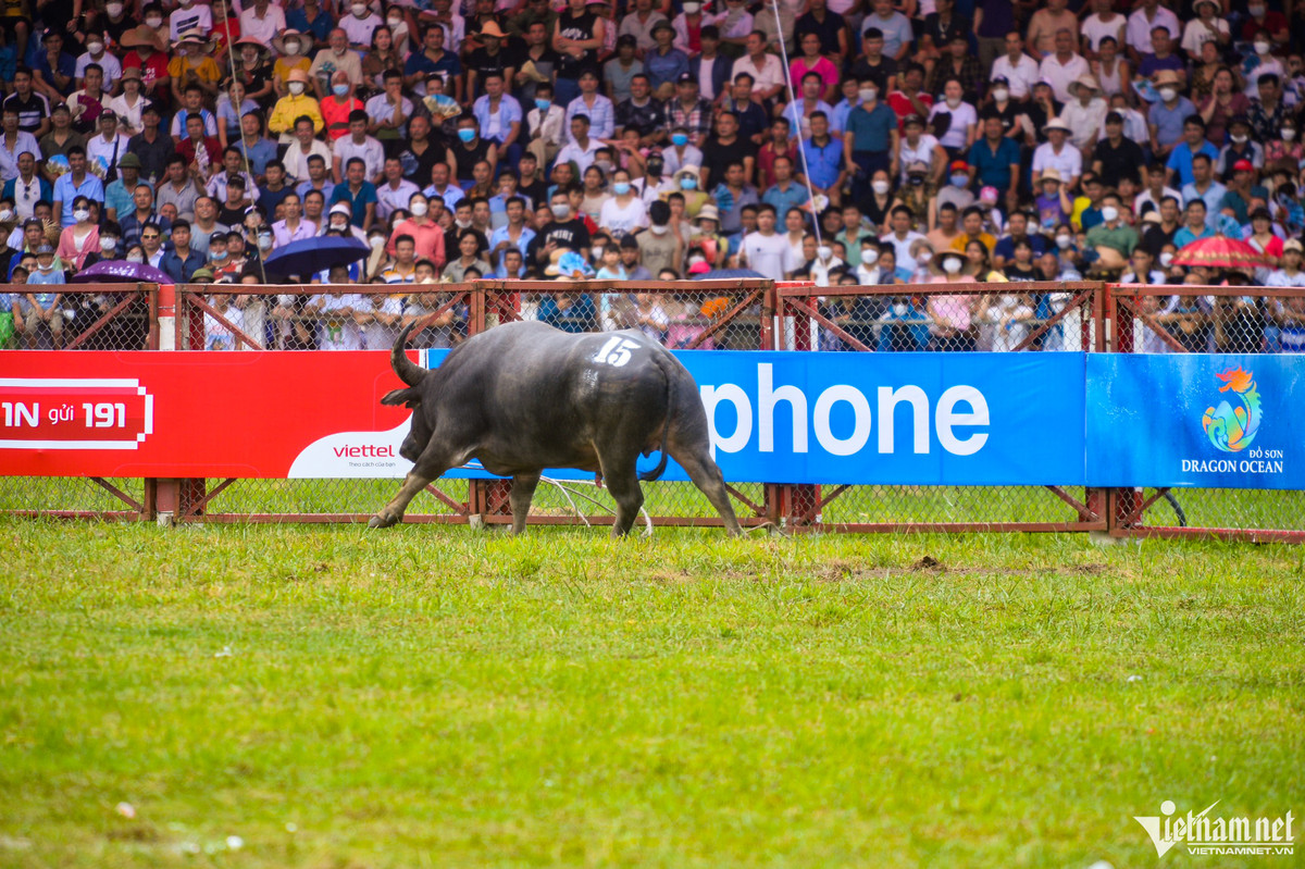 Sau khi trâu số 15 giành chiến thắng, chủ trâu đã dắt ra để ăn mừng nhưng "chiến binh" này bỗng tỏ ra quá khích lao vào tường rào an ninh khiến khán giả có một phen hú vía.