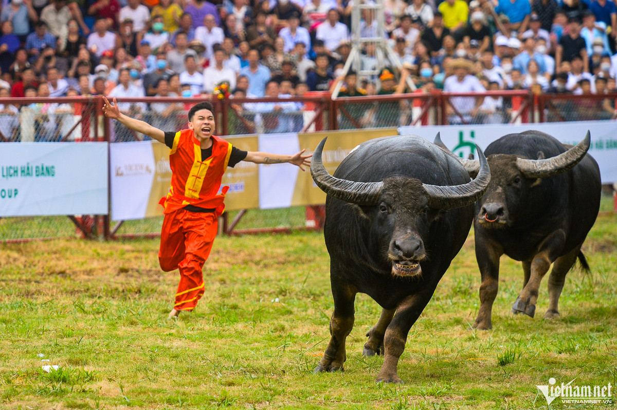 Cảm xúc vỡ òa của thành viên đội trâu số 14 sau khi thắng trâu 06. Trước đó, trâu 06 là con to lớn nhất trong các thí sinh tham dự lễ hội năm nay, được đánh giá là ứng viên vô địch.
