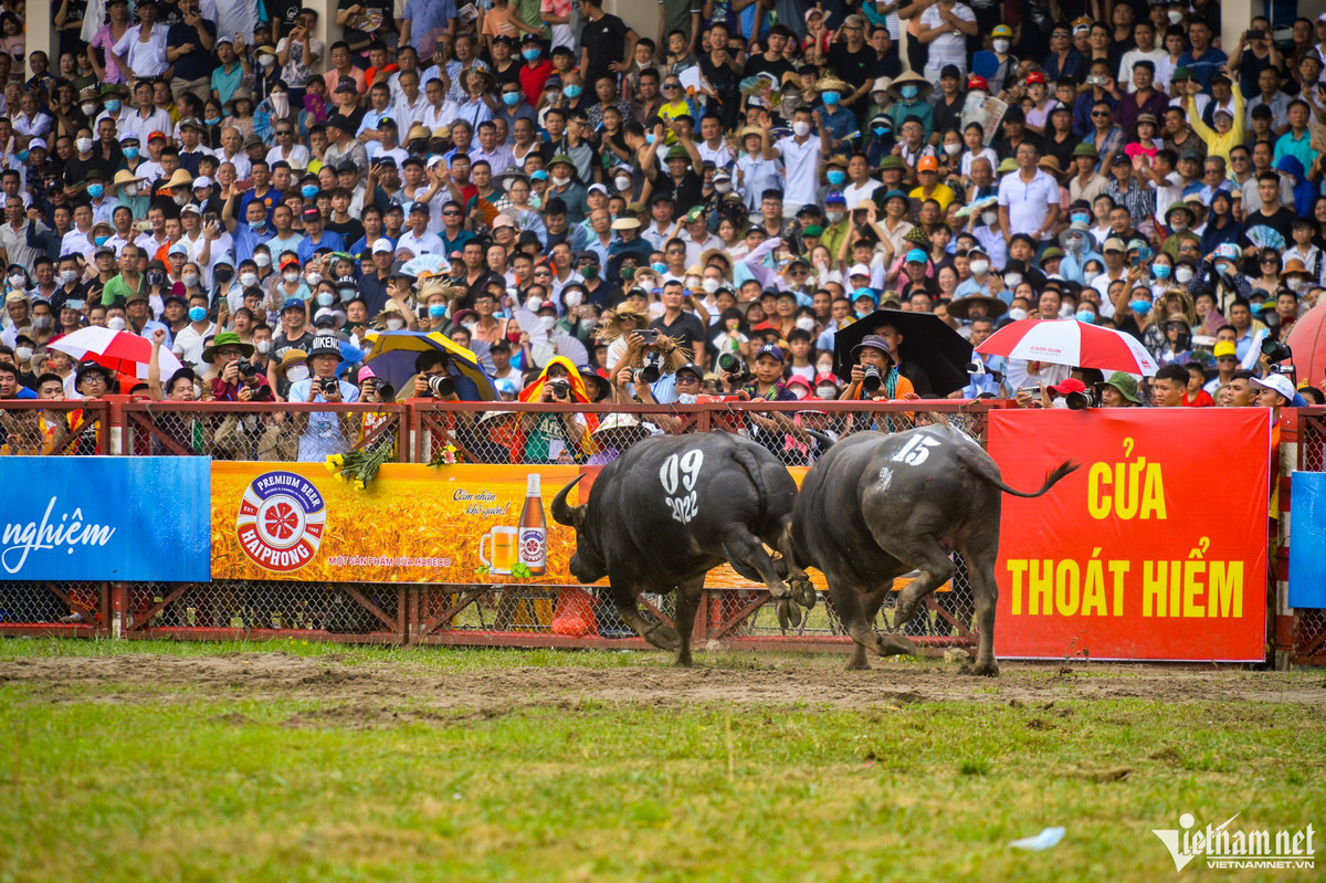 Ngoài ra, ngày hội cũng có nhiều cặp đấu khác nảy lửa, cuốn hút người xem. Trong ảnh là pha phản đòn bất ngờ trâu số 15 chủ trâu Đinh Xuân Tùng với với trâu 09 chủ trâu Lương Duy Ngọc.