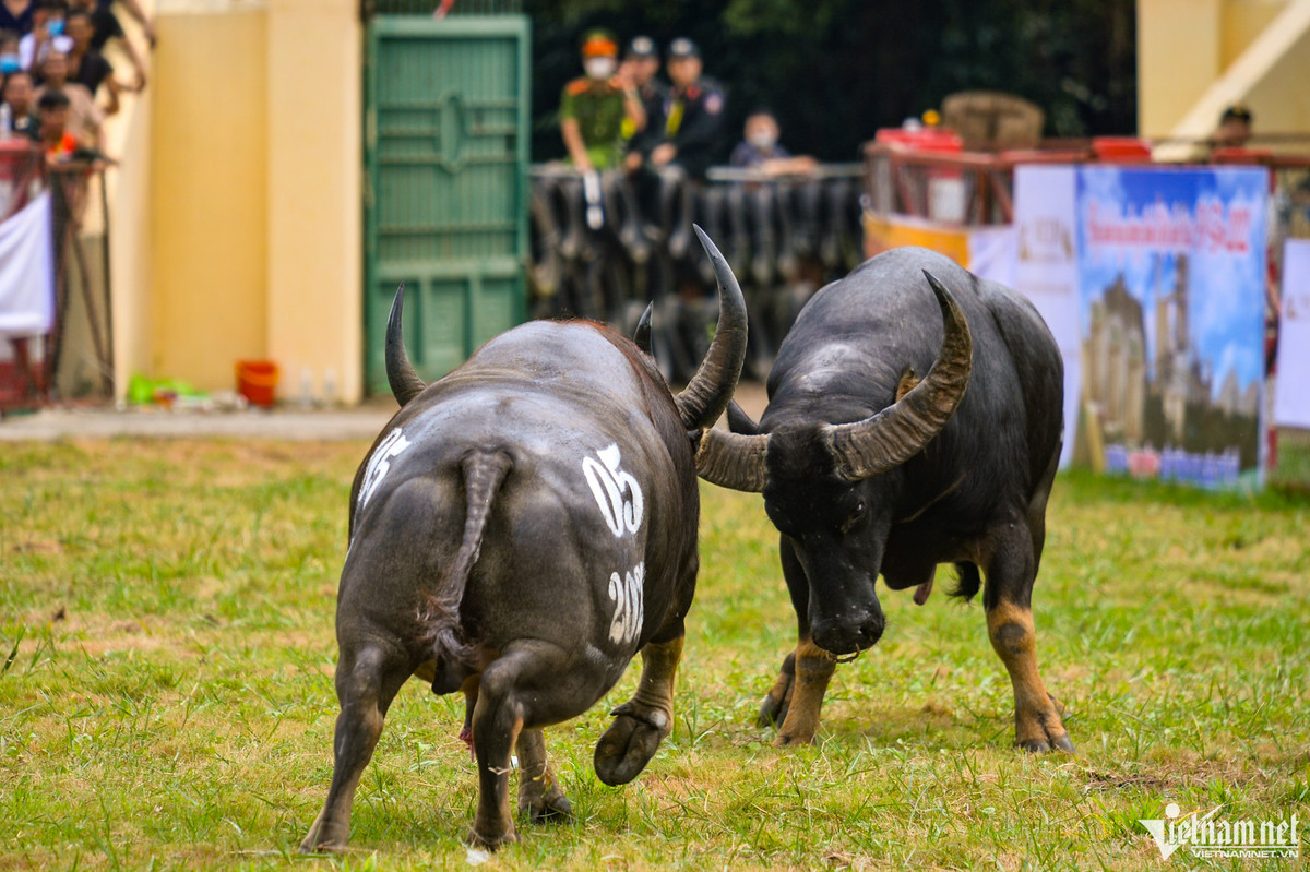 Ngay sau khi được mở cờ che mắt, rút dây mũi các "ông" trâu lao vào sẵn sàng nghênh chiến với những cú đánh hiểm hóc như hổ lao, cáng hầu. Các "chiến binh" tại ngày hội được chủ trâu mua từ Thái Lan, Indonesia, Campuchia và một số tỉnh thành trên cả nước.