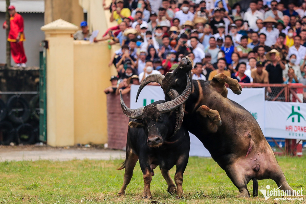 Đáng chú ý là cú móc hiểm hạ gục đối phương, trâu số 07 đã bị trâu 08 (phường Bàng La) hạ gục.