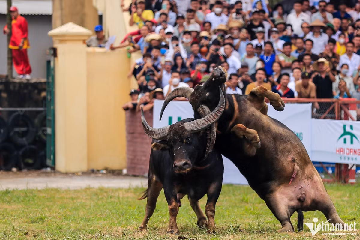 Đáng chú ý là cú móc hiểm hạ gục đối phương, trâu số 07 đã bị trâu 08 (phường Bàng La) hạ gục.