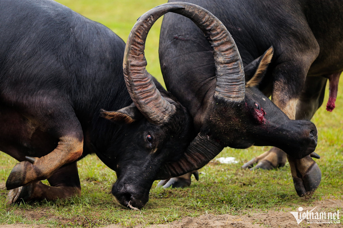 Một pha gài thế ấn tượng thể hiện ngang sức, ngang tài của hai "ông" trâu số 08 của chủ trâu Hoàng Đức Tiến (phường Bàng La) và số 12 của chủ trâu Nguyễn Khắc Thơ (phường Ngọc Xuyên).