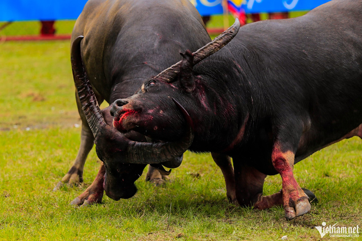 Trận đấu chung kết giữa trâu 08 và 02 diễn ra khi cả hai đã thấm mệt, trên mình có nhiều vết thương.