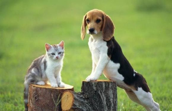 Vi sao co cau: “Dan ong khong nuoi meo, dan ba khong nuoi cho”?-Hinh-5