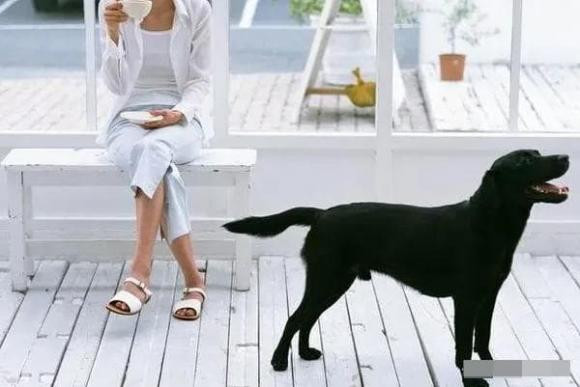 Vi sao co cau: “Dan ong khong nuoi meo, dan ba khong nuoi cho”?-Hinh-4