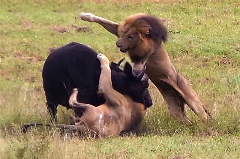 Video: Mẹ con trâu rừng chết thảm trước 3 con sư tử đực Video: Me con trau rung chet tham truoc 3 con su tu duc