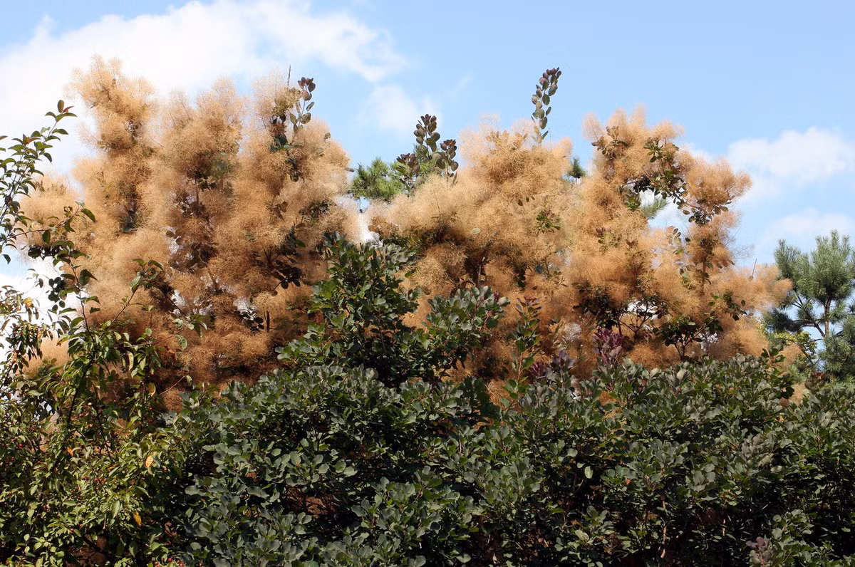 Nhìn xa, những chùm hoa này trông giống như đám khói trên cây. Từ đặc điểm này cây được gọi là cây khói. Ảnh: Wikipedia.