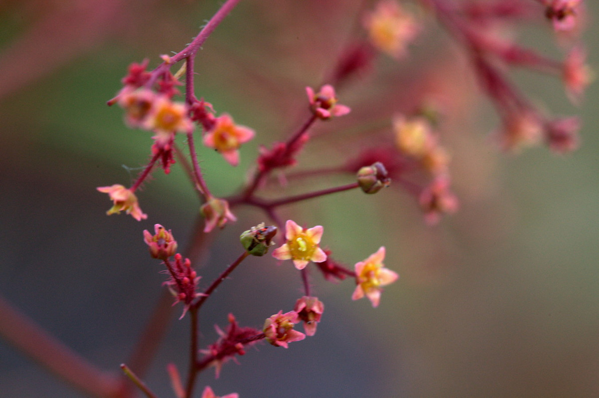Những bông hoa của cây khói mọc thành chùm lớn ở đầu ngọn, các cụm hoa phân nhánh nhiều lần với rất nhiều hoa nhỏ li ti. Ảnh: Wikipedia.