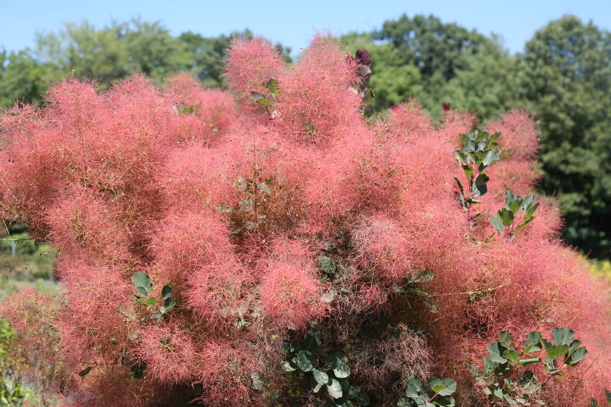 Các loài cây khói, đặc biệt là loài Cotinus coggygria, là loại cây bụi được trồng phổ biến trong vườn ở nhiều nơi trên thế giới. Ảnh: Proven Winners.