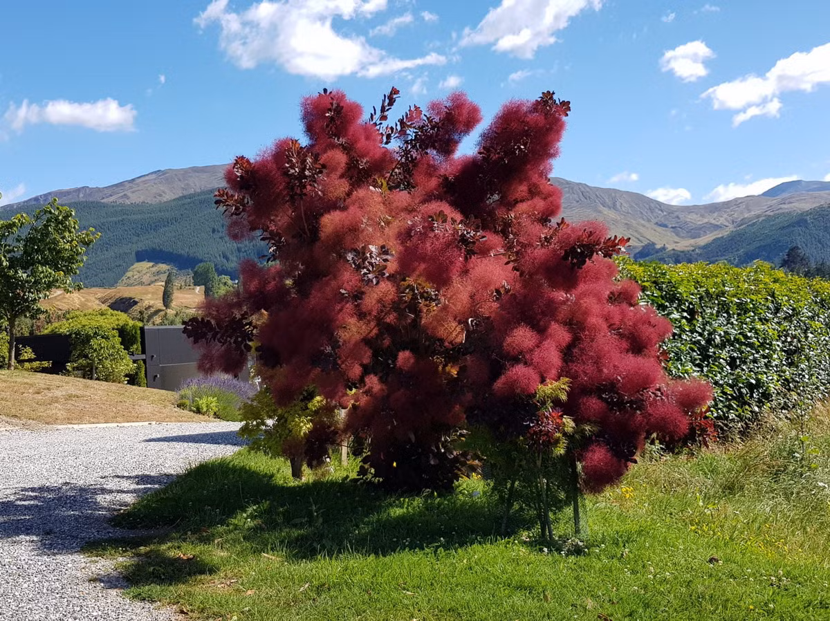Một số hình ảnh khác về loài cây khói. Ảnh: Easy Big Trees.