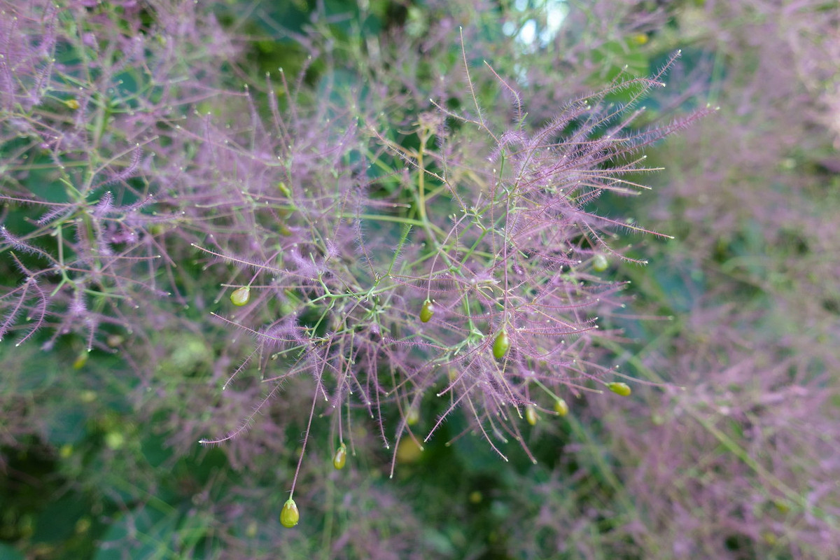 Khi hoa tàn, quả sẽ hình thành ở dạng quả hạch nhỏ, bên trong có một hạt. Ảnh: Wikipedia.