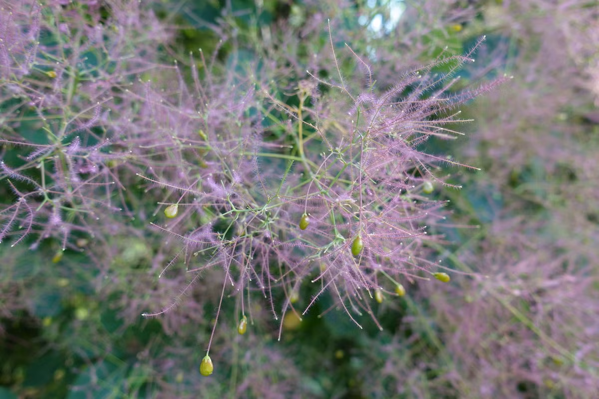 Khi hoa tàn, quả sẽ hình thành ở dạng quả hạch nhỏ, bên trong có một hạt. Ảnh: Wikipedia.