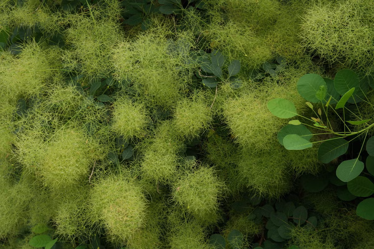 Ảnh: Plant Identification.