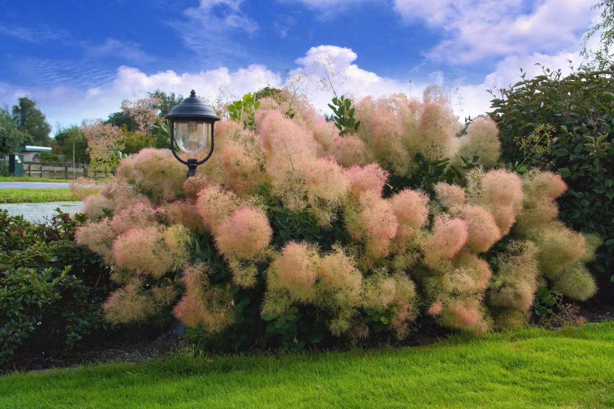 Các chuyên gia khuyến cáo, cây khói sinh trưởng tốt và có màu sắc đẹp nhất khi trồng trên đất khô, cằn cỗi. Khi trồng ở đất màu mỡ, chúng trở nên to, thô, dễ bị bệnh và tuổi thọ ngắn hơn. Ảnh: Genesis Plant Marketing Ltd.