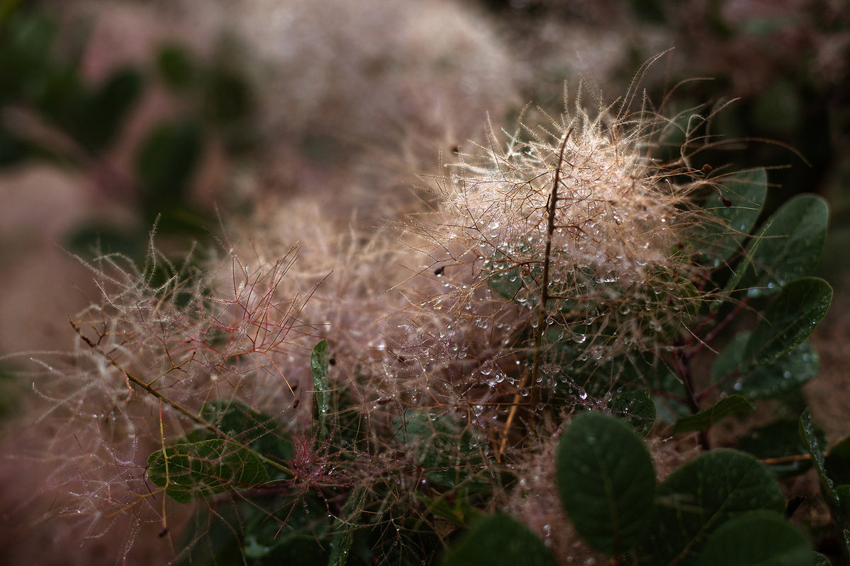 Ảnh: Harvest to Table.
