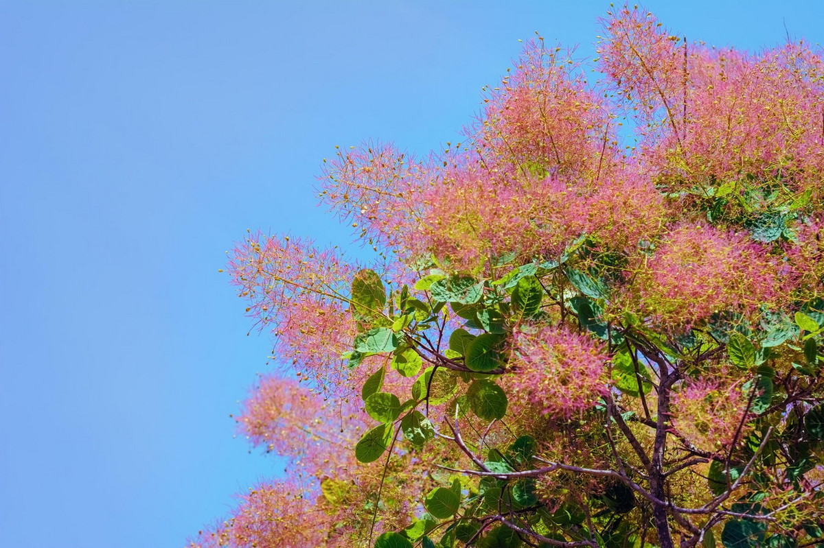 Ảnh: House &amp; Garden.