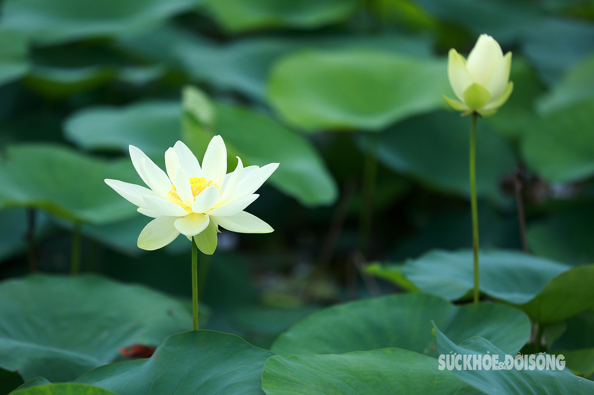 Sen trắng còn có tên gọi tao nhã là Bạch Liên.
